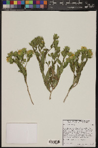 Trixis californica image