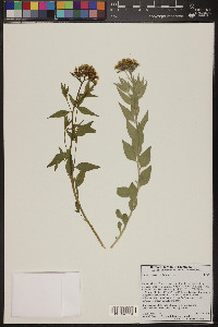 Amsonia tomentosa image