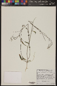 Eremothera chamaenerioides image