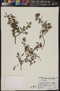 Calliandra eriophylla image