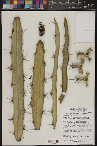 Acanthocereus tetragonus image