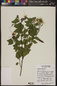 Bauhinia mexicana image