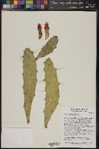 Opuntia dejecta image