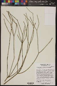 Rhipsalis baccifera image