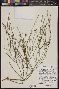 Rhipsalis baccifera image