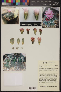 Echinopsis formosa image