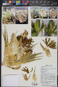 Yucca jaegeriana image