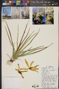 Yucca jaegeriana image