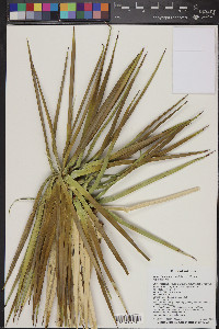 Yucca jaegeriana image