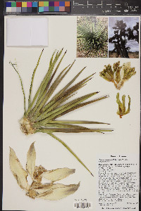 Yucca jaegeriana image