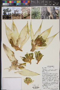 Yucca jaegeriana image