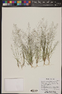 Muhlenbergia minutissima image