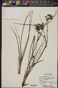 Tradescantia occidentalis image