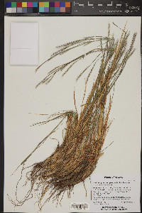 Schizachyrium scoparium var. scoparium image