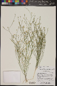 Linum aristatum image