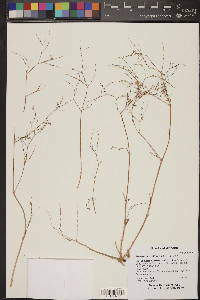 Boerhavia coulteri image