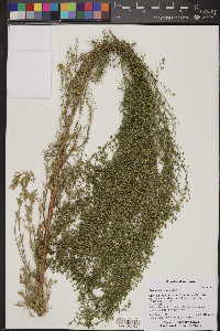 Artemisia campestris image