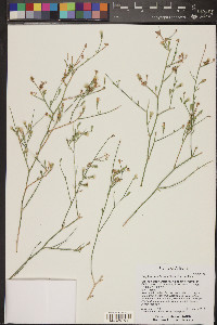 Stephanomeria pauciflora image