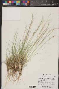 Aristida adscensionis image