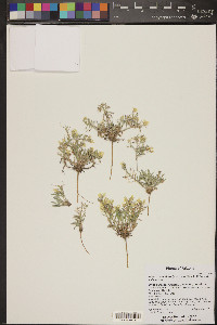 Physaria rectipes image