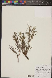 Oreocarya suffruticosa image