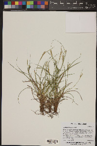 Carex breviculmis image