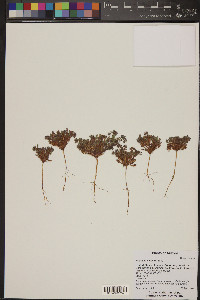 Phacelia ivesiana image