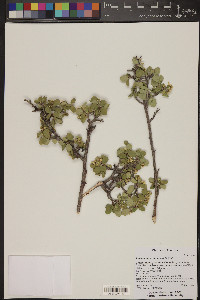 Amelanchier utahensis image