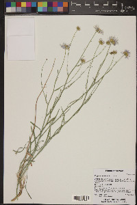 Erigeron utahensis image