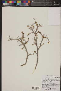 Rhus trilobata image