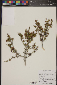 Cercocarpus intricatus image