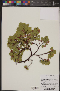 Arctostaphylos patula image