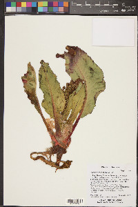 Rumex hymenosepalus image