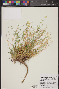 Psilostrophe sparsiflora image