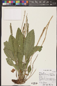 Plantago major image