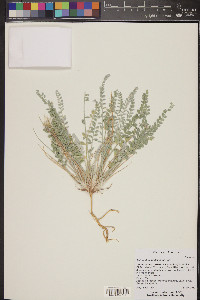 Astragalus mollissimus image