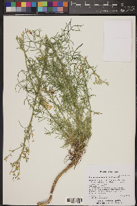 Ipomopsis aggregata image