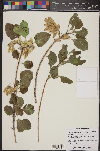 Fraxinus anomala image