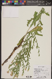 Acroptilon repens image