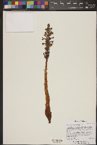 Orobanche ludoviciana image