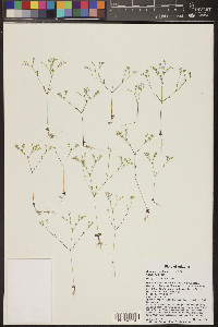 Cerastium texanum image