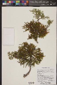 Phoradendron juniperinum image