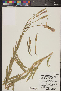 Oenothera longissima image