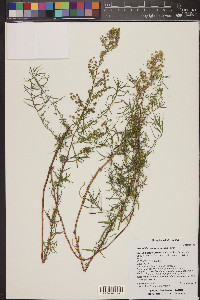 Artemisia dracunculus image