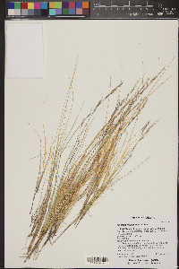 Muhlenbergia pauciflora image