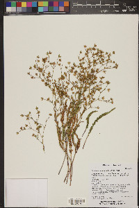 Ivesia sabulosa image