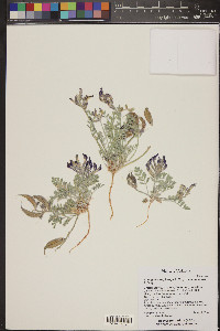 Astragalus amphioxys image