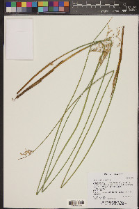 Juncus interior image