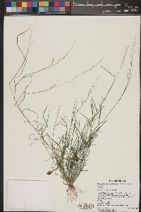 Muhlenbergia tenuiflora image