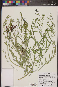 Amsonia tomentosa image